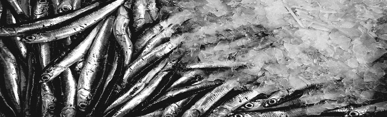 Anchois de Méditerranée